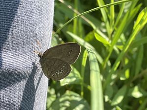A Mitchell's satyr butterfly resting on a coarse fabric in a prairie fen. 