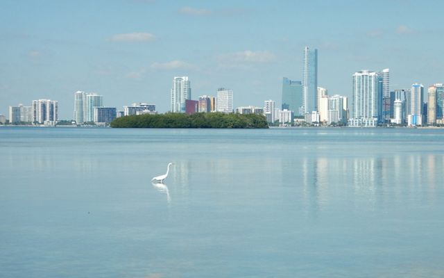 Biscayne Bay in Miami, Florida with a wading bird and city skyline. 