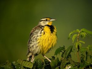 An eastern meadowlark bird sitting on a tree branch.