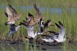 Wild birds splashing and flying through wetlands with tall grass.