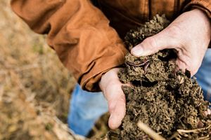 Photograph of a person holding dirt with an earthworm.