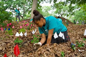 a young woman in a green shirt planting understory plants.