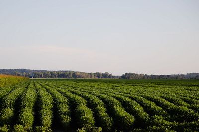 Rows of green crops.