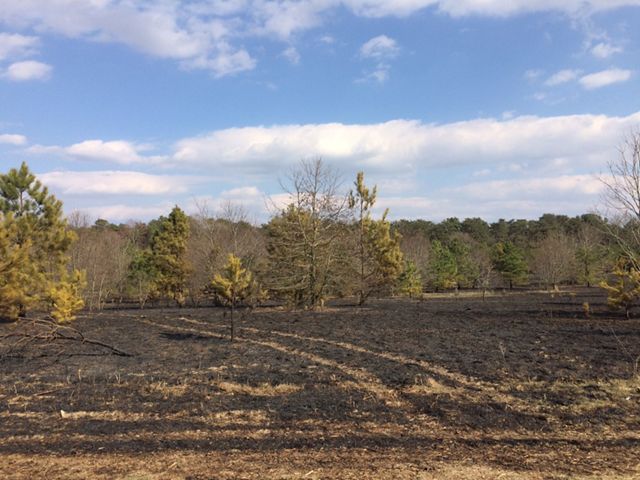 A field with trees in the distance shows charred areas on the ground after a controlled burn.