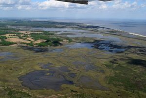 Aerial view looking down on tidal marshlands. Creeks and channels wind through the wetlands. A thin strip of beach provides a buffer from the ocean. 