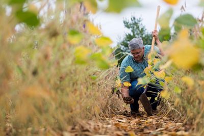 Farmer looks at the soil on his farm in the Saginaw Bay watershed in Michigan.