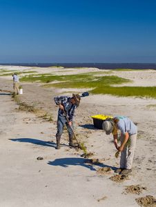 GulfCorps members digging holes on a sandy beach.