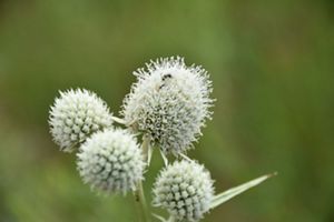 Light green cluster of flowerheads at the end of a stalk.