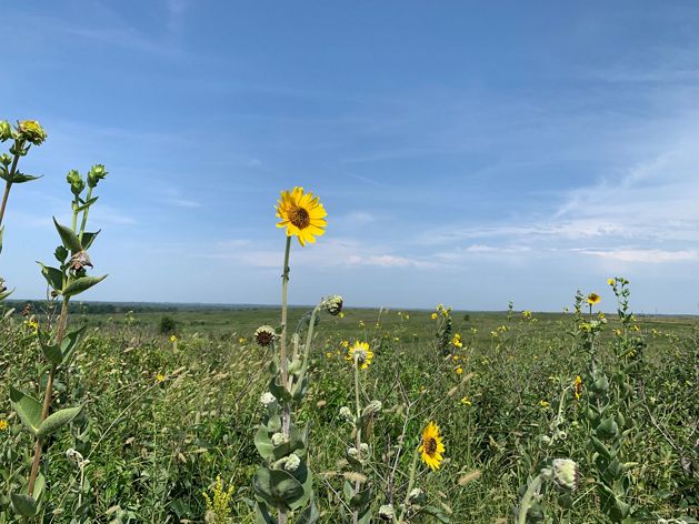 A yellow flower in a Prairie field in Missouri.