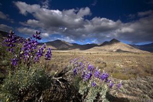 A. close up of flowering sage against a backdrop of the Tehachapi desert and mountains.