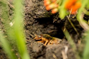 A prairie mole cricket peeking out from a burrow. 