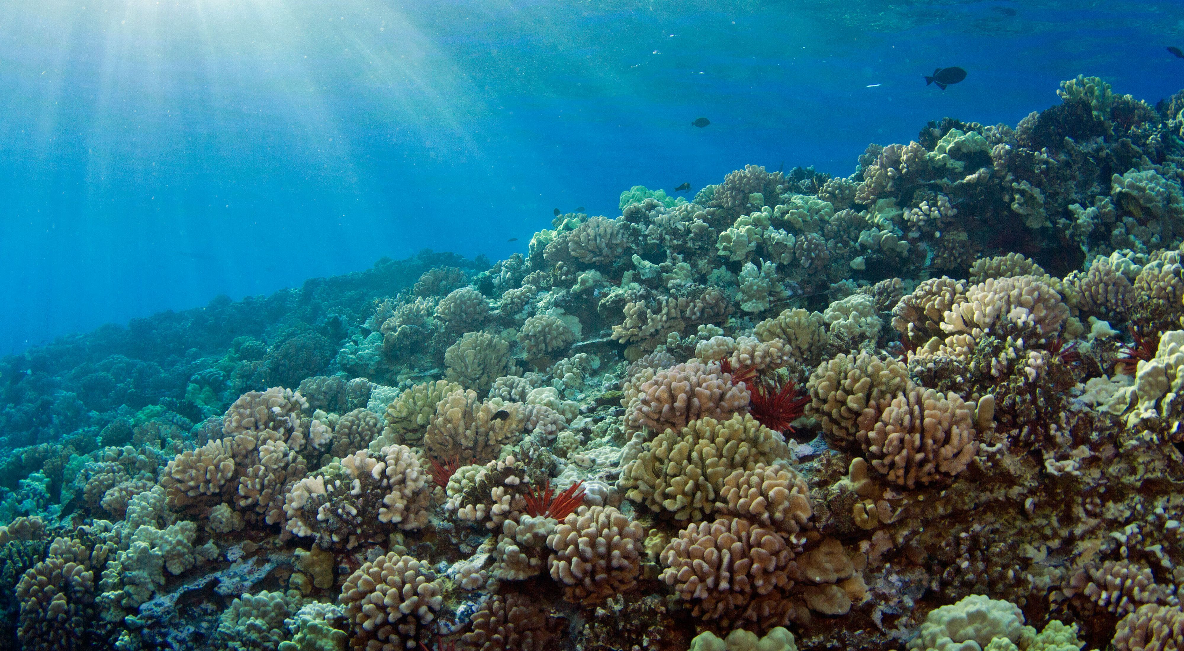 Fotografía submarina de un arrecife de coral en el arrecife Molokini de Hawái.