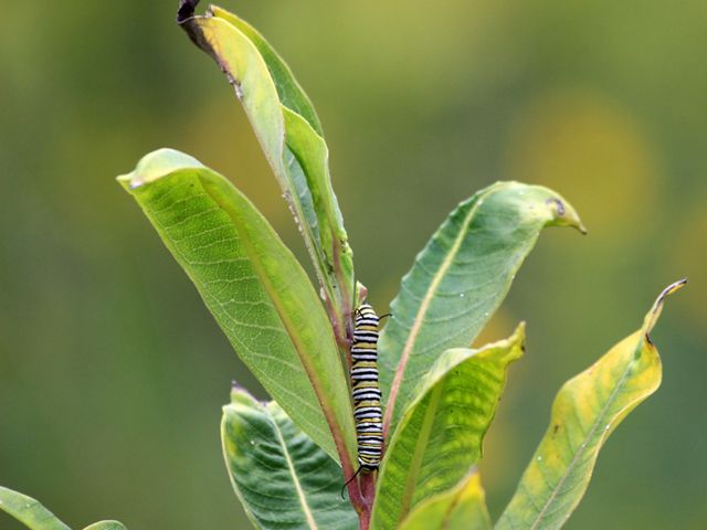The yellow and black striped caterpillar of a monarch butterfly inches its way up between the leaves of a green plant.
