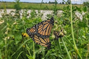 Monarch butterflies