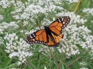 una mariposa monarca se posa sobre flores