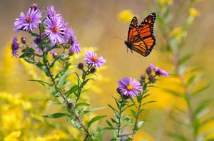 A monarch butterfly flying to New England aster blooms. 