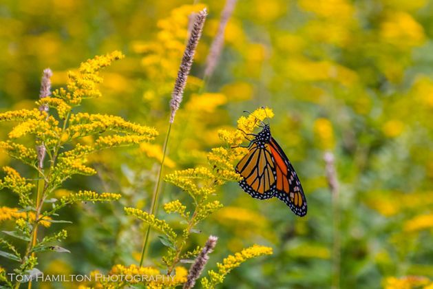 An orange and black monarch butterfly sits on a flowering plant with yellow blossoms.
