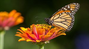 Mariposa monarca se posa sobre una flor anaranjada