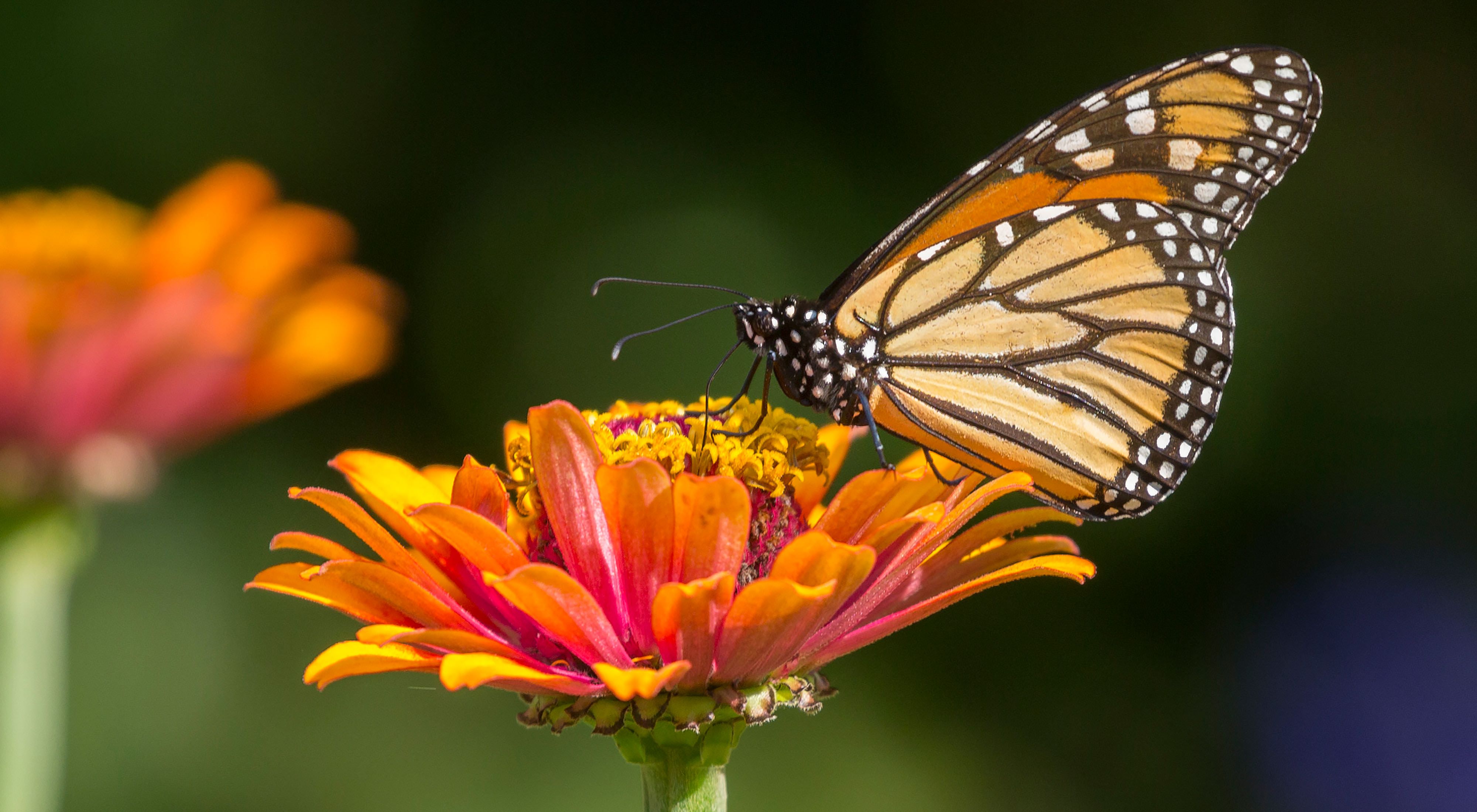 Mariposa monarca sobre una flor