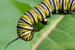 Closeup of a monarch butterfly caterpillar eating the leaf of a milkweed plant.