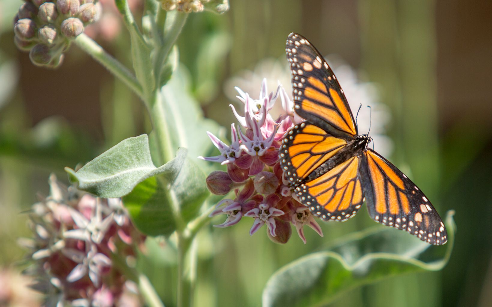 Monarch Butterfly A monarch butterfly at TNC's River Fork Ranch Preserve © Simon Williams/TNC
