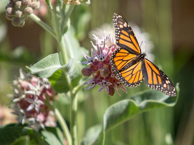 Monarch butterfly on a pink and white flower at River Fork Ranch Preserve in the Carson Valley, NV.