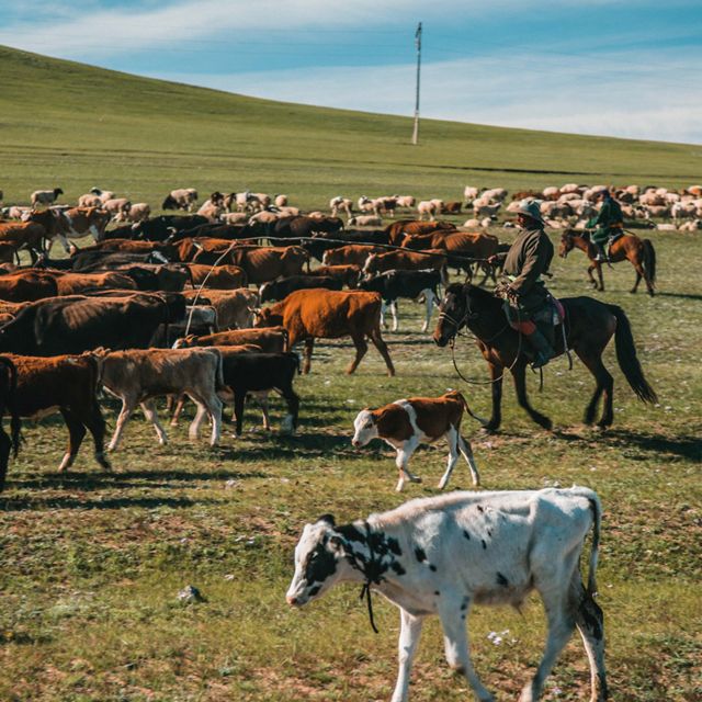 Nomadic cattle herders on Mongolian grasslands. 