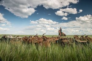 A person on a horse in a grass field with cattle.