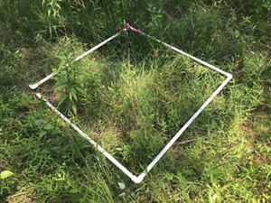 Vegetation plot.