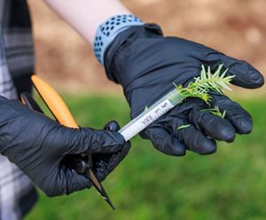 Gloved hands hold a sample of Eastern hemlock being placed in a vial for genetic analysis. 