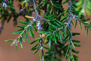 Hemlock wooly adelgid insects on a hemlock branch. 