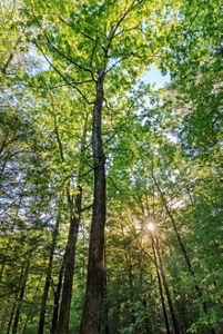 Looking up at the sun shining through the leaves of trees.