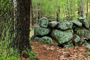 A rock wall next to an old, large tree in a forest.