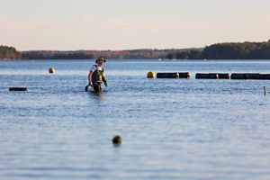 An oyster farmer wades in shallow water