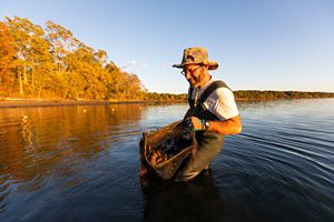 A man in waders and a sun hat walks in knee deep water holding a large bag of oysters in front of him.