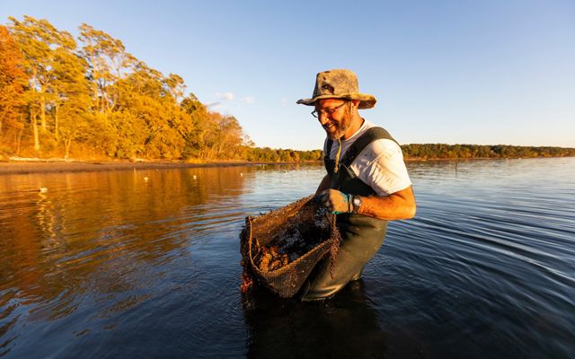 A man in waders and a sun hat walks in knee deep water holding a large bag of oysters in front of him.