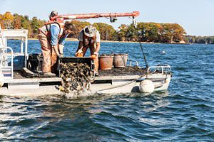 Two men dump oysters from a box into the water over the side of a barge.