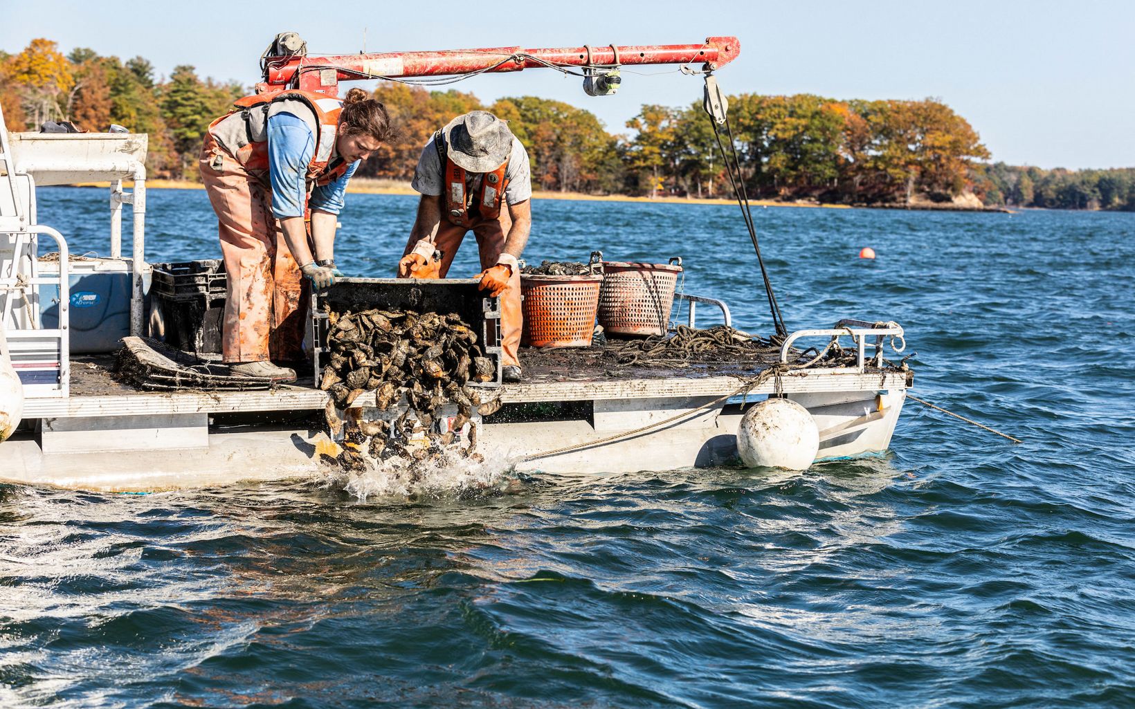 Oyster Restoration Brian Gennaco (right) of the Virgin Oyster Company and an employee add oysters to a restoration reef as part of the Supporting Oyster Aquaculture and Restoration (SOAR) program. Great Bay in Durham, New Hampshire. © 2020 Jerry and Marcy Monkman/EcoPhotography
