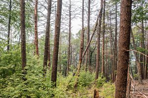 A photo of a group of trees and greenery. 