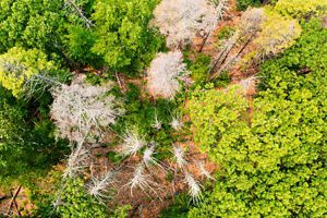 Dead hemlock trees in a New York forest.