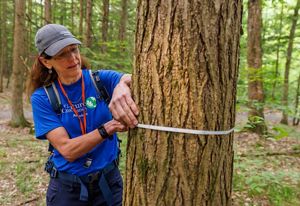 A woman measures the girth of an Eastern hemlock tree in upstate New York. 