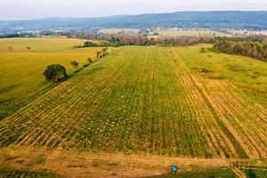 An aerial photo of an American elm plantation in Benson, Vermont, showing hundreds of potentiall disease-resistant elms.