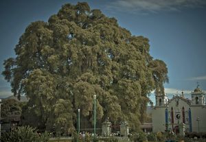 Branches from a massive Montezuma cypress tree extend toward the sky, nearly obscuring an ornate building next to the tree.