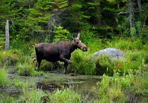 A moose walking through a forest.