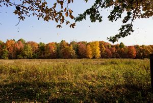 Fall foliage at Morgan Swamp Preserve.