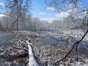 Morgan Swamp Preserve in the winter time, with trees and vegetation dusted in snow.