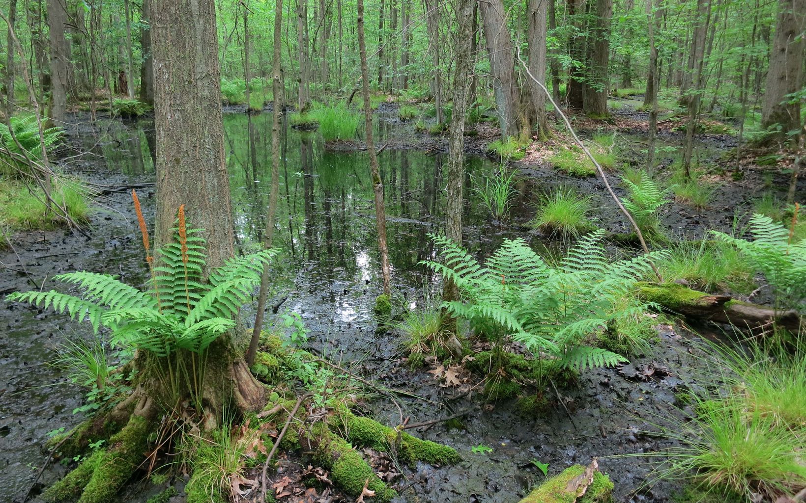 Morgan Swamp Preserve Extensive vernal pools at the preserve are the breeding sites for many amphibians like spotted salamanders and wood frogs.  © Terry Seidel/TNC