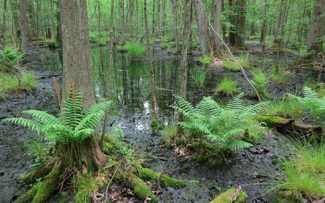 Trees grow up out of a pool of water with clumps of green ferns and grasses dotting the landscape.