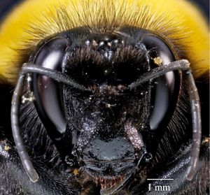 An extreme macro photo showing a bumblebee's face which is mostly black.
