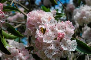 A small butterfly is resting on a pink mountain laurel flower. 